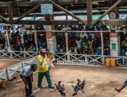 Judi Sabung Ayam Terbesar di Jombang, Diobrak-Abrik Polisi