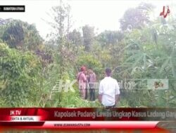 Satnarkoba Polres Padang Lawas Ungkap Ladang Ganja