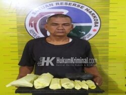 350 Gram Ganja Kering Berhasil Disita Satnarkoba Polres Padangsidimpuan