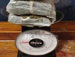 Bawa 4 Kg Ganja, Empat Pria Dibekuk Polres Karawang