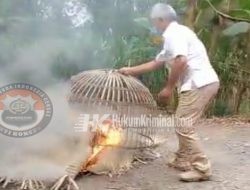 Polsek Ploso Bumi Hanguskan Kalangan Perjudian Sabung Ayam di Dusun Balongmojo