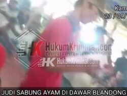 Perjudian Sabung Ayam di Dawar Blandong Mojokerto Hari Ini.