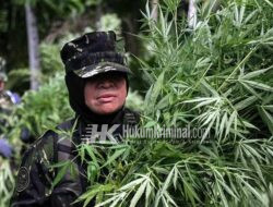 BNN Musnahkan Empat Hektare Ladang Ganja