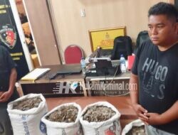 Bunuh 600 Ekor Trenggiling, AS dan APK Terancam 5 Tahun Penjara