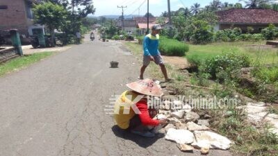 Warga Sumber Tengah Bergotong Royong Benahi Jalan Berlubang