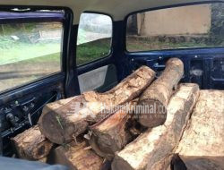 Kasus Dugaan Pencurian Illegal Loging, Iptu Sotono: Perkara Masih dalam Penyelidikan