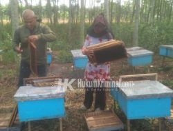 Ahmad Suciana Budidaya Madu Dari Kediri, Cuaca Exstrim Pengaruhi Hasil Usahanya