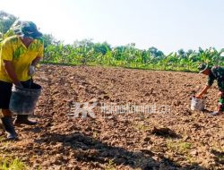 Babinsa Kodim Bojonegoro, Lakukan Perawatan Tanaman