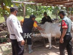 Babinsa Dampingi Dinas Peternakan Beri Suntikan Vaksin PMK