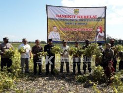 Babinsa Dampingi Poktan IV Desa Krajan, Panen Raya Kedelai