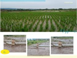 Petani Pertanyakan Pupuk Bersubsidi Hilang Kemana