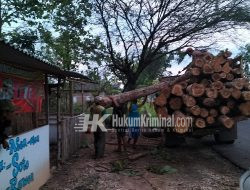 27 Pohon Jati Roboh Di Petak 126 BKPH Dander
