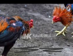 303 Perjudian Jenis Sabung Ayam Dekat Jelun Wonorejo, Kecamatan Banyu Putih, Kabupaten Situbondo