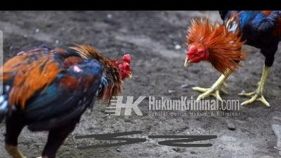 303 Perjudian Jenis Sabung Ayam Dekat Jelun Wonorejo, Kecamatan Banyu Putih, Kabupaten Situbondo