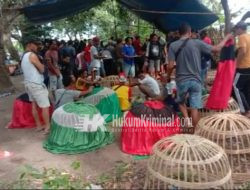 Perjudian Sabung Ayam Kembali Marak di Kabupaten Situbondo