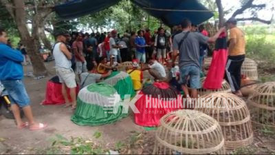 Perjudian Sabung Ayam Kembali Marak di Kabupaten Situbondo