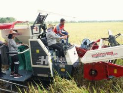 Panen Bareng Poktan, Bupati Bojonegoro Komitmen Tingkatkan Ketahanan Pangan