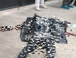 Hendak Jenguk Anak Istri, Warga Pekon Banjar Manis Kecamatan Gisting, Kecelakaan di Penjaringan-Jakarta