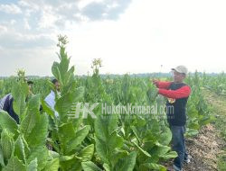 Dapat Bantuan Benih dan Pupuk dari Pemkab Bojonegoro, Petani Tembakau Sumringah Panen Bagus