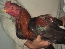 Sunaryo Abuma’in Angkat Bicara “Kades Pandantoyo Mestinya Tidak Menyeret SY Ke Pengadilan, Mana Letak Perlindungan Hukum Kepada Masyarakat?