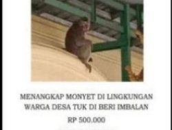 Desa Tuk-Cirebon adakan Sayembara Tangkap Monyet Liar, Hadiahnya bikin Heboh 