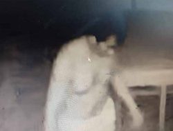 SDN Denanyar Jombang Dibobol Maling, Terekam CCTV Pelaku Tidak Pakai Baju