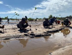 Bukan Kaleng-kaleng Kolektor Boy Mengirim Timah Ilegal Hasil dari Hutan Mangrove Satu Minggu Bisa 2 Kali kepada Bos Akong Keposang Toboali