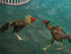 Sabung Ayam di Desa Bedanten, Kecamatan Bunga, Kabupaten Gresik Tak Tersentuh Hukum
