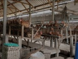 Miris!!! Tidak ada Teguran Tindakan Tegas dari Pihak Pemdes Plumpung Rejo Kademangan Terkait Kandang Ayam