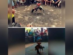 303 Perjudian Sabung ayam di Dusun Bodean Krajan, Toyomarto, Kecamatan Singosari, Kabupaten Malang, Tak Tersentuh Hukum