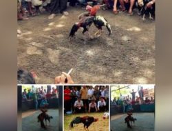 Perjudian 303 Sabung Ayam di Singosari Malang Belum Ada Tindakan Tegas dari Polisi