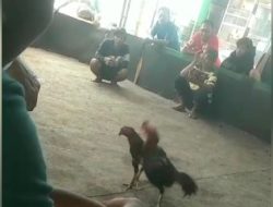 303 jenis sabung ayam di Desa Kebonsari, Kecamatan Kanigaran, Kota Probolinggo, Provinsi Jawa Timur Kebal Hukum.