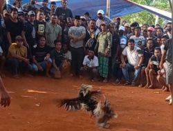 APH diminta Tegas Maraknya Judi Sabung Ayam di Desa Lembang Tumbang Datu, Kecamatan Sangalla Utara, Kab. Tana Toraja
