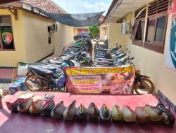 Gerebek Markas Judi Sabung Ayam Polres Pringsewu Amankan Puluhan Sepeda Motor dan Ayam Aduan