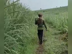 Hutan RPH Purwodadi BKPH Gedangan KPH Jombang rata dengan tanaman Tebu “diduga ada main