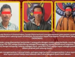 Gerebek Markas judi Sabung ayam, Polisi amankan, 3 Pelaku