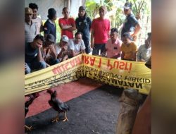 Judi 303 Sabung Ayam di Ngaglik, Desa Sedenganmijen, Kecamatan Krian