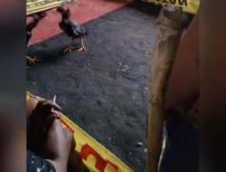 Desa Sedenganmijen, Kecamatan Krian – Sidoarjo jadi ajang Judi Sabung ayam