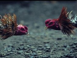 Sabung Ayam di Sagulung, Kota Batam, Provinsi Kepulauan Riau diduga Kuat Kebal Hukum