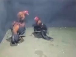 Sempat di Gerebek Markas Sabung Ayam di Desa Kedungmaling, Kec. Sooko Mojokerto, Kini Beraktifitas lagi.