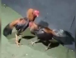 Praktik Perjudian 303 Sabung Ayam di Pasuruan, Jawa Timur Marak lagi bulan Januari 2025