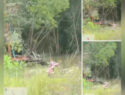 Tambang Timah Dugaan ilegal di Sinar Gunung, Kabupaten Bangka, Bangka Belitung Kebal Hukum