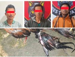 3 Pelaku judi Sabung ayam di Toraja Utara terancam hukuman maksimal 10 tahun penjara