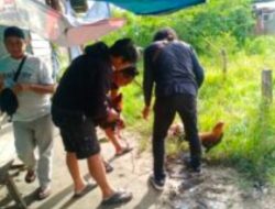 Polsek Sintang Kota Obrak-abrik Markas Perjudian Sabung ayam