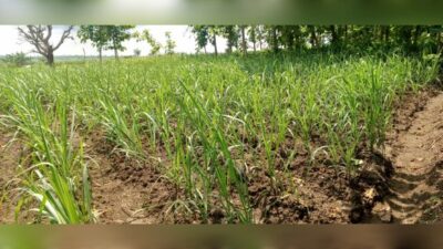 Tebu di Perum Perhutani Kesatuan Pemangkuan Hutan (KPH) Jombang diduga ajang Lahan Korupsi