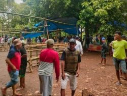 Kapolresta Pulau Ambon Marah’ Judi Sabung ayam Masih Beraktivitas
