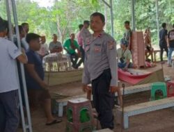 Para Pelaku Tidak di tangkap, Hanya di Himbau lokasi Sabung Ayam supaya di Bongkar