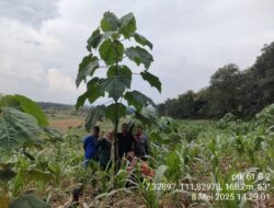 BKPH Clebung Tanam Balsa di 2024 Capai Ketinggian 4,2 Meter