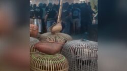 Maraknya Judi Sabung Ayam Di Desa Wanakaya, Kecamatan Gunung Jati, Kabupaten Cirebon di soal LSM Gmicak