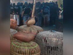 Maraknya Judi Sabung Ayam Di Desa Wanakaya, Kecamatan Gunung Jati, Kabupaten Cirebon di soal LSM Gmicak